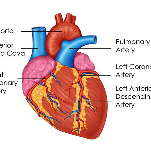 ep study overview Joburg South Arrhythmia Centre Home