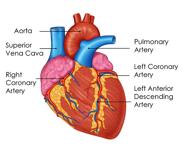 ep study Joburg South Arrhythmia Centre Electrophysiology Study (EP study)